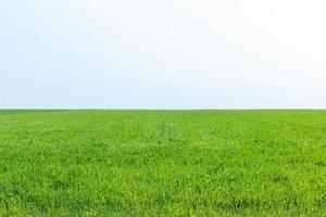 campo agrícola en el que crece la hierba joven trigo foto