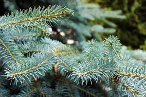 Fir branches blue spruce in garden close up photo
