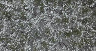 Flying Above Frozen Pine Trees video