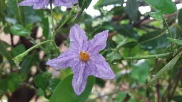 una flor en el jardin foto