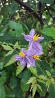 una flor en el jardin foto