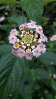 una flor en el jardin foto