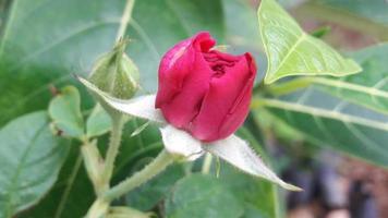 a rose bud photo