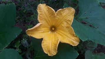 a pumpkin flower with natural green background photo