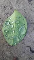 green leaf with rain droplets photo