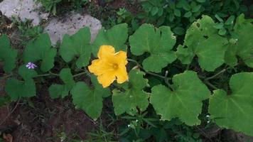 a pumpkin flower with green background photo