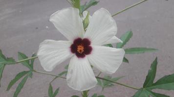 una flor en el jardin foto