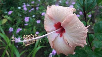 a hibiscus flower photo