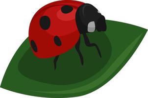 Ladybug on leaf, illustration, vector on white background