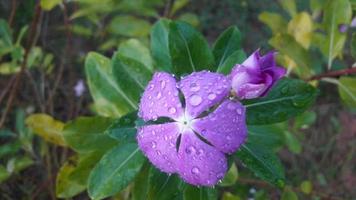 madagascar periwinkle flower plant with flower photo