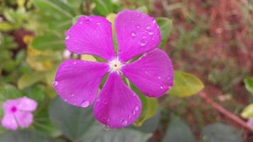 madagascar periwinkle flower on a plant photo