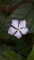 madagascar bígaro flor planta con flor foto