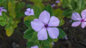 madagascar periwinkle flower plant with flower photo