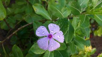 madagascar bígaro flor planta con flor foto