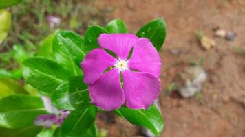 madagascar periwinkle flower on a plant photo