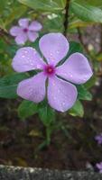 madagascar periwinkle flower on a plant photo