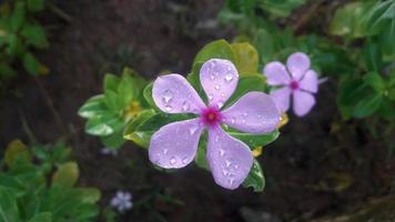 madagascar periwinkle flower on a plant photo