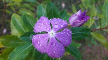 madagascar periwinkle flower plant with flower photo