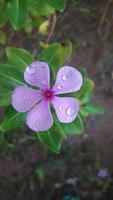 flor de bígaro de madagascar en una planta foto