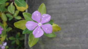 madagascar periwinkle flower on a plant photo