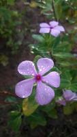 madagascar periwinkle flower on a plant photo