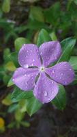 madagascar periwinkle flower on a plant photo