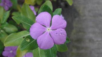 madagascar periwinkle flower on a plant photo