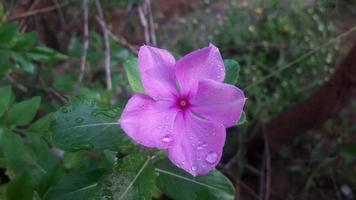 madagascar periwinkle flower on a plant photo