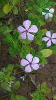 madagascar periwinkle flower on a plant photo