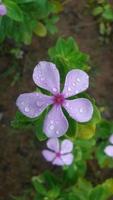 flor de bígaro de madagascar en una planta foto