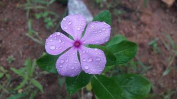 flor de bígaro de madagascar en una planta foto