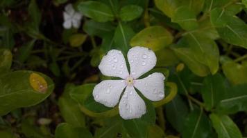 madagascar periwinkle flower on a plant photo