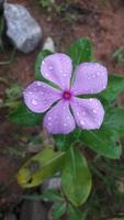 madagascar periwinkle flower on a plant photo