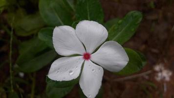 madagascar periwinkle flower on a plant photo