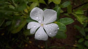 madagascar periwinkle flower on a plant photo