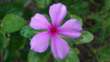 flor de bígaro de madagascar en una planta foto