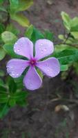 madagascar periwinkle flower on a plant photo