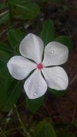 madagascar periwinkle flower on a plant photo