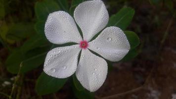 madagascar periwinkle flower on a plant photo