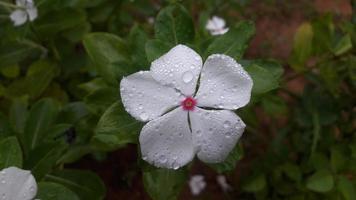 madagascar periwinkle flower on a plant photo