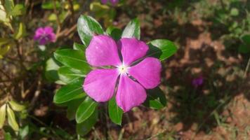 madagascar periwinkle flower on a plant photo