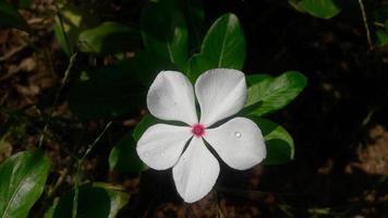 madagascar periwinkle flower on a plant photo