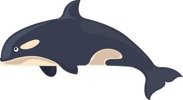 orca, ilustración, vector sobre fondo blanco.