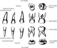 dientes temporales, ilustración vintage. vector