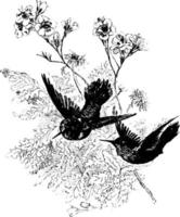 Hummingbird, vintage illustration. vector