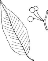 Genus Prunus L. Cherry, Plum vintage illustration. vector