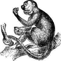 Howling Monkey, vintage illustration. vector