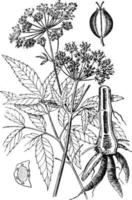 American Water Hemlock vintage illustration. vector