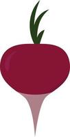 Radish, illustration, vector on white background.