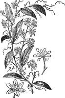 Sarsaparilla, leaves, herbs vintage illustration. vector